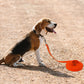 Dog on a leash with an orange leash holder on a dirt ground