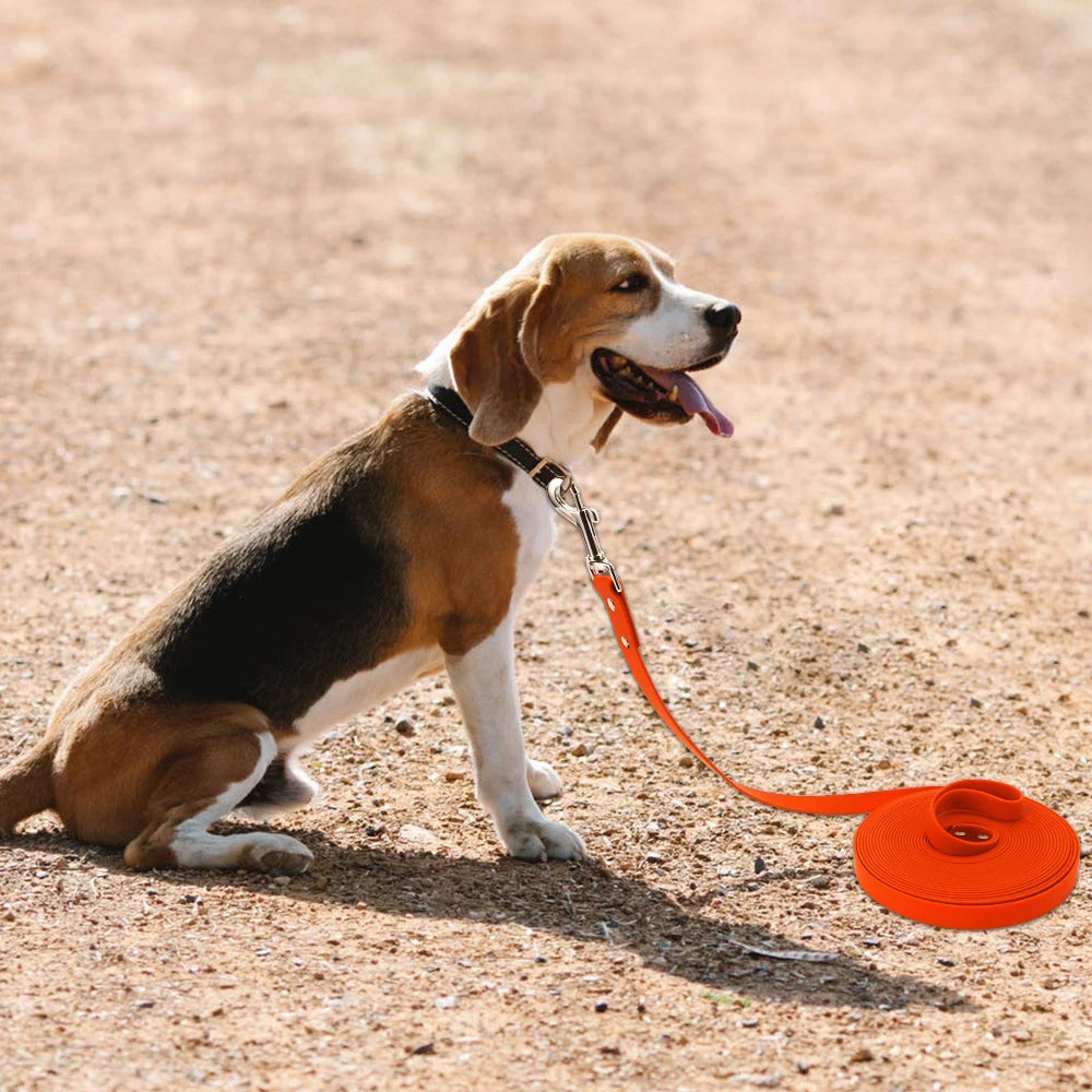 Dog on a leash with an orange leash holder on a dirt ground
