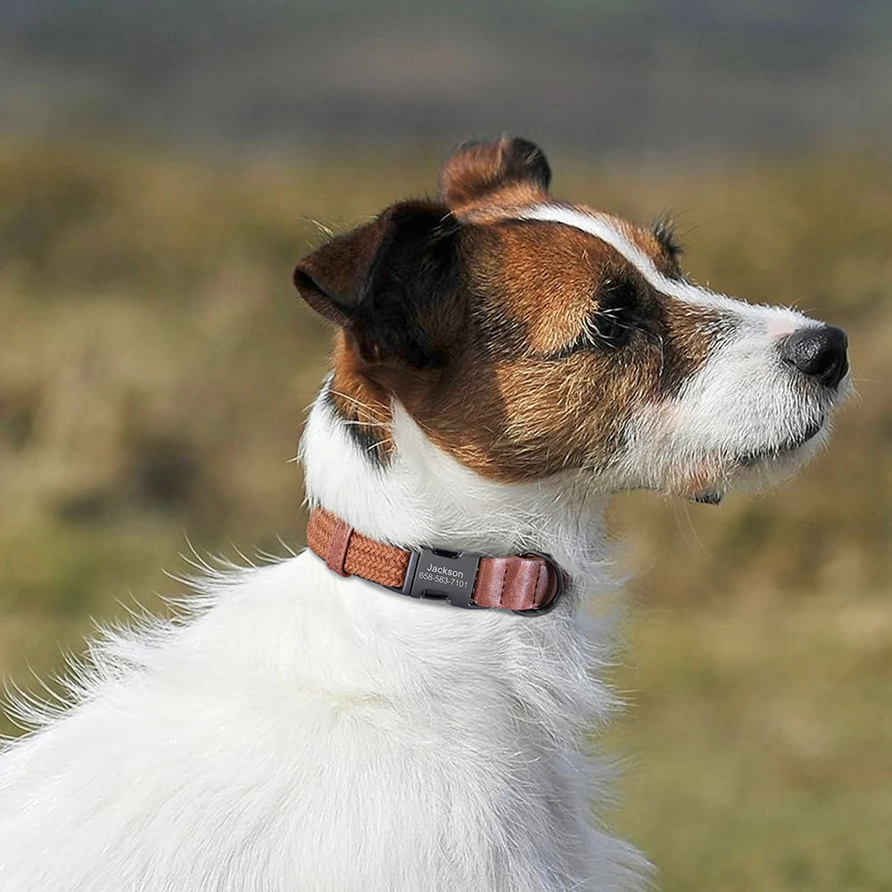Dog with a collar in a natural setting