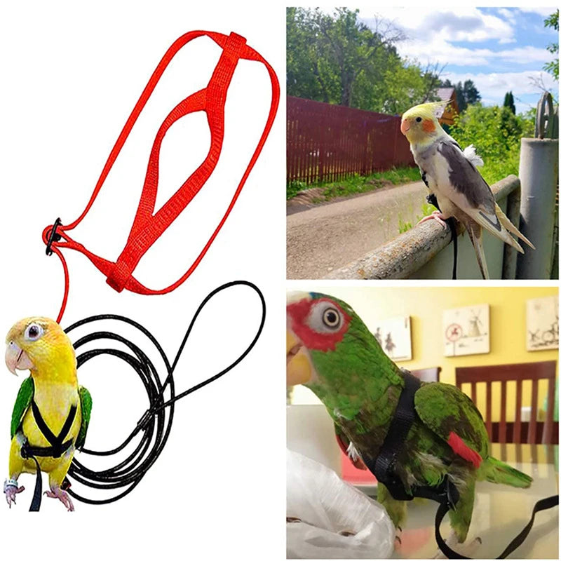 Bird harness and leash with parrots on a white background