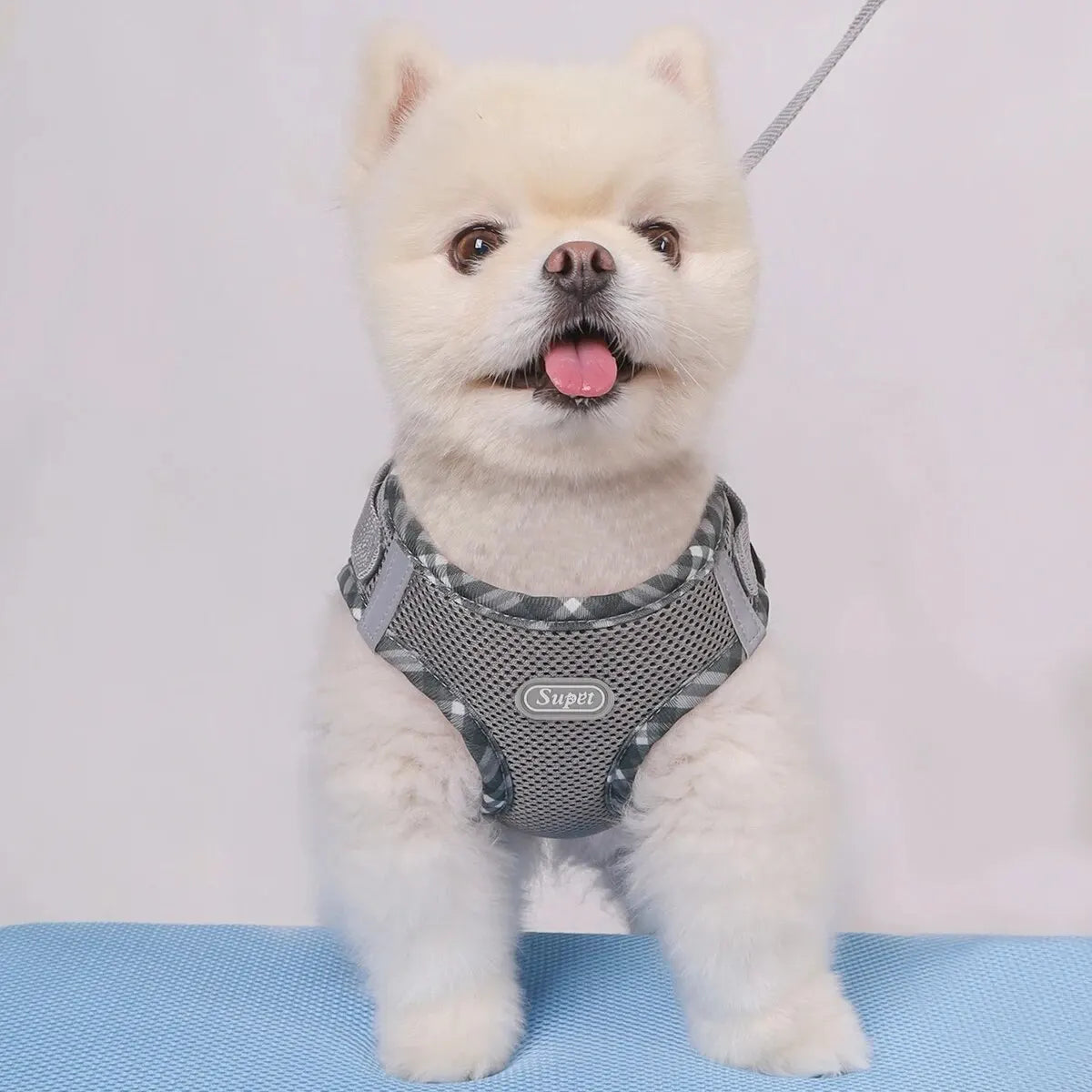 White dog wearing a gray harness on a light blue surface with a white background