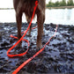 Horse walking on a muddy path with an orange lead rope, near a body of water.