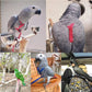 Collage of a parrot wearing a red harness in various settings.