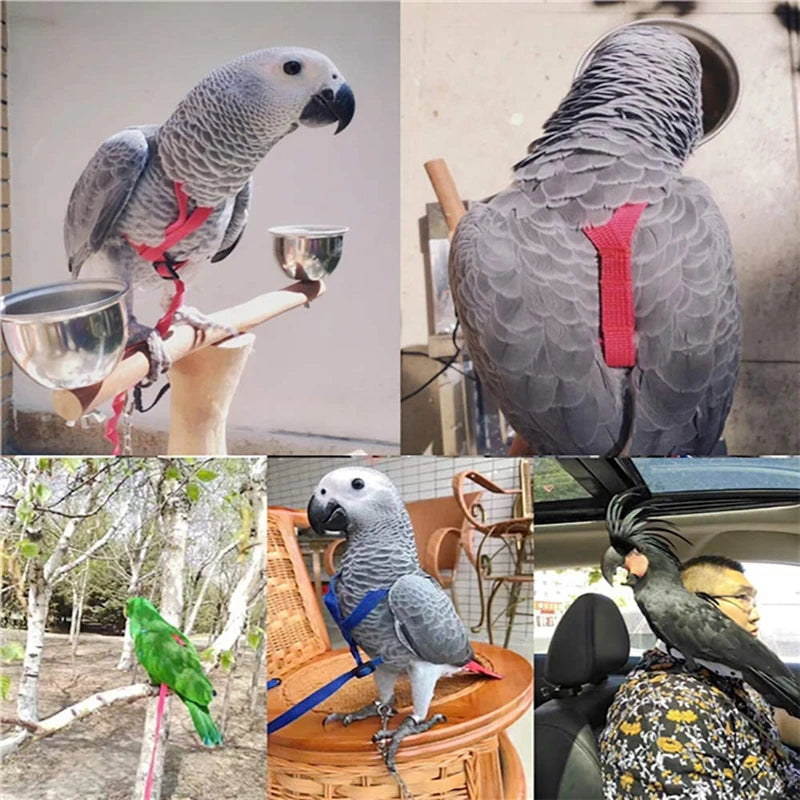 Collage of a parrot wearing a red harness in various settings.