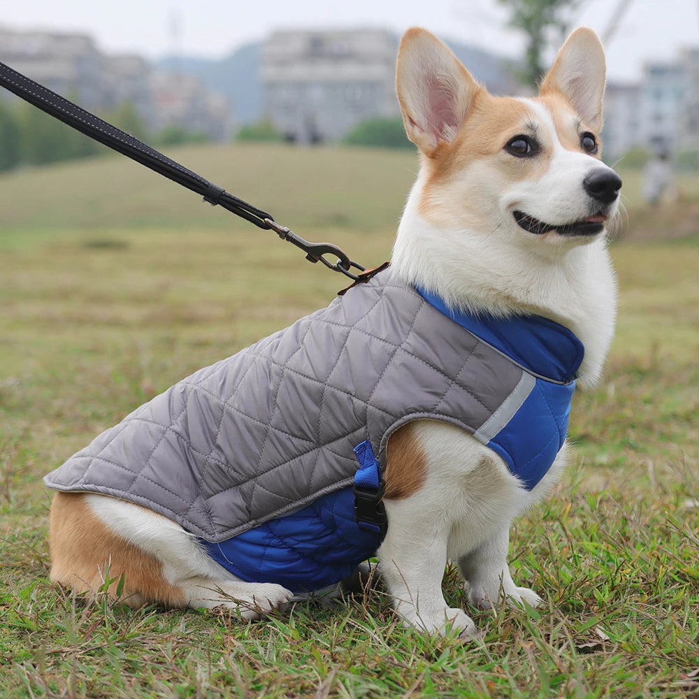 Dog wearing a gray and blue quilted jacket standing on grass with a blurred background