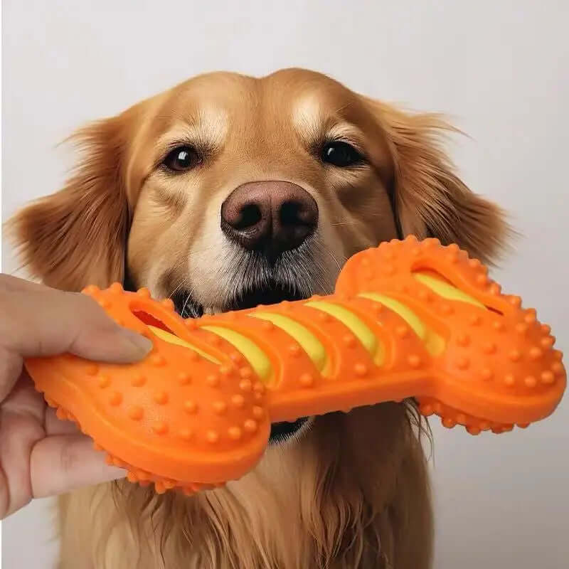 Dog holding an orange bone-shaped toy with a plain background