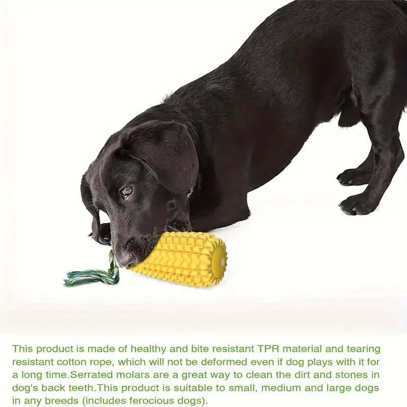 Black dog playing with a corn-shaped toy on a white background