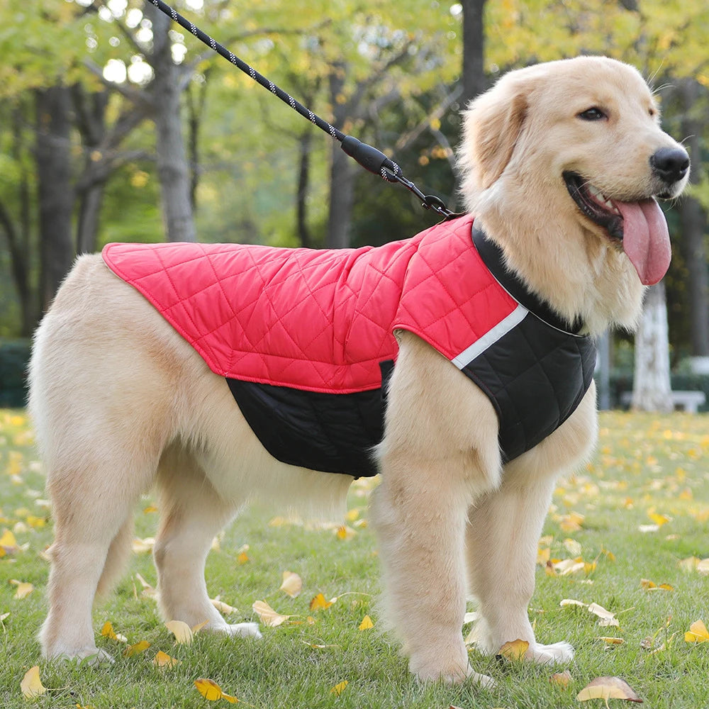 Dog wearing a red and black quilted jacket standing on grass with trees in the background