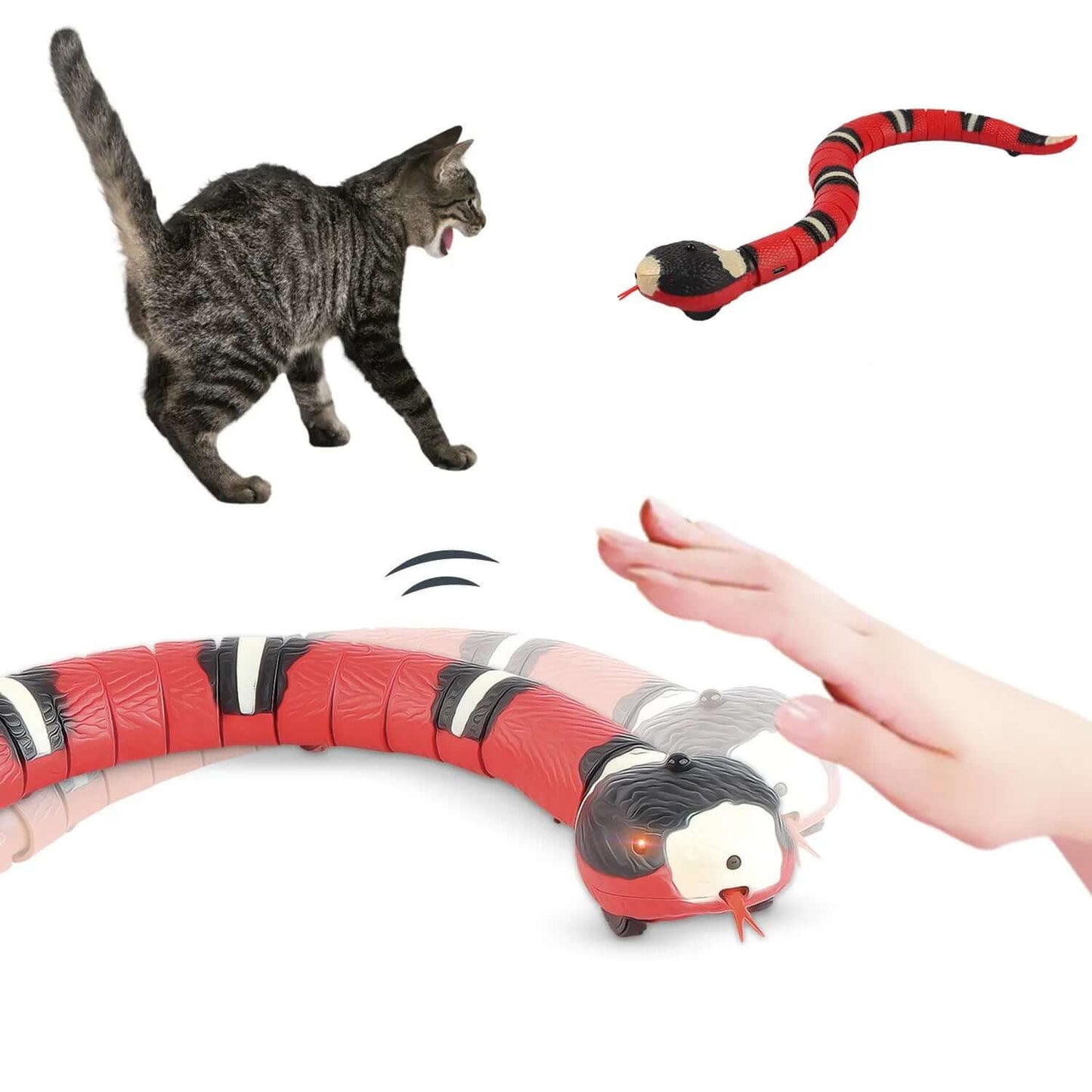 Cat playing with a red and black striped toy snake on a white background