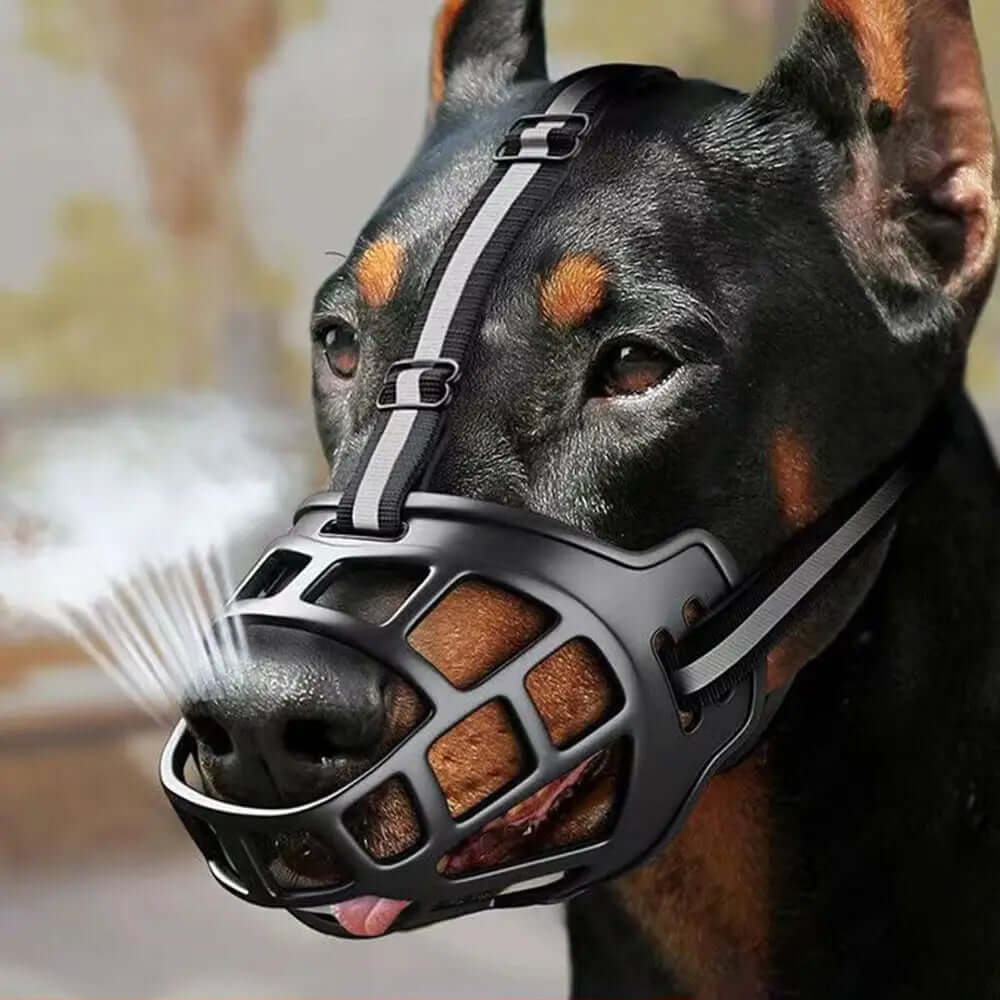 Dog wearing a muzzle with a blurred background