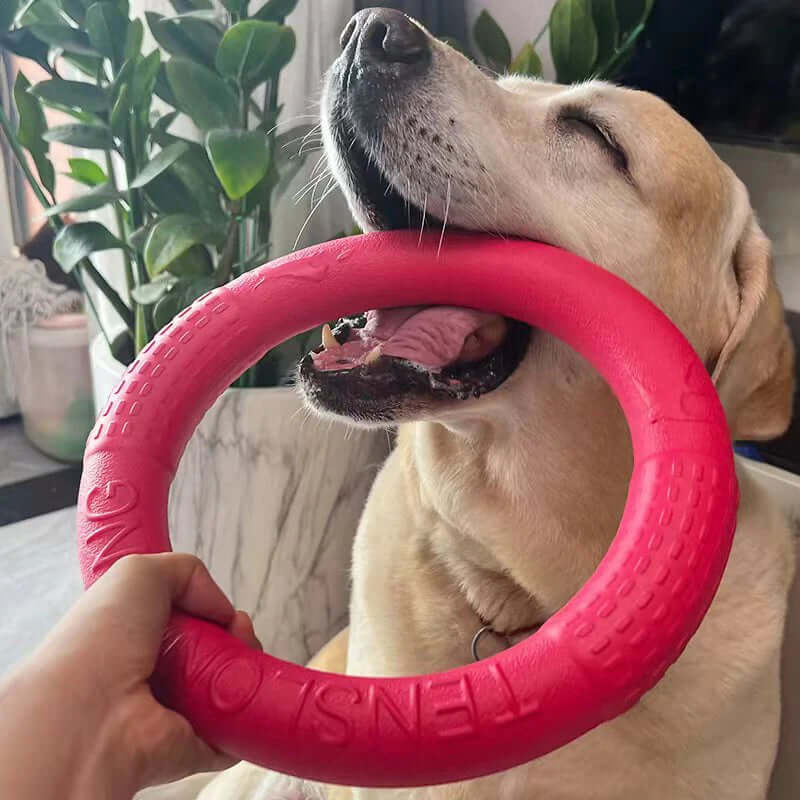 Dog playing with a pink rubber ring toy indoors