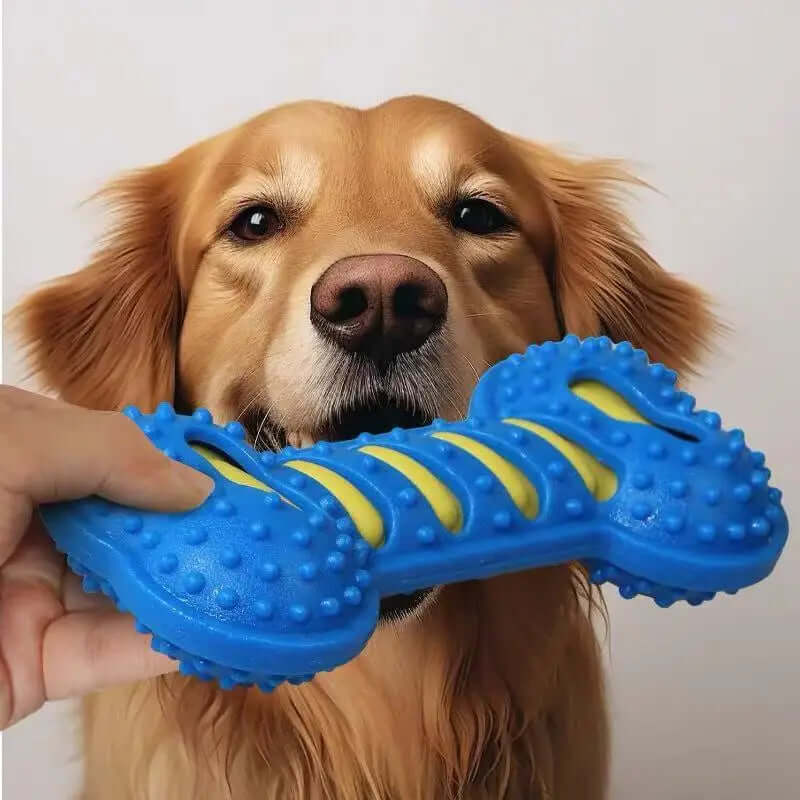Dog holding a blue and yellow dog toy with a plain background