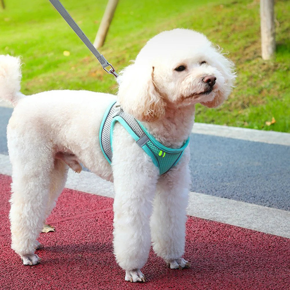 White dog wearing a teal harness on a leash in an outdoor setting