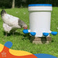Chicken interacting with a poultry feeder on grass