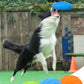 Dog playing with a blue frisbee in an outdoor setting with additional frisbees displayed below.
