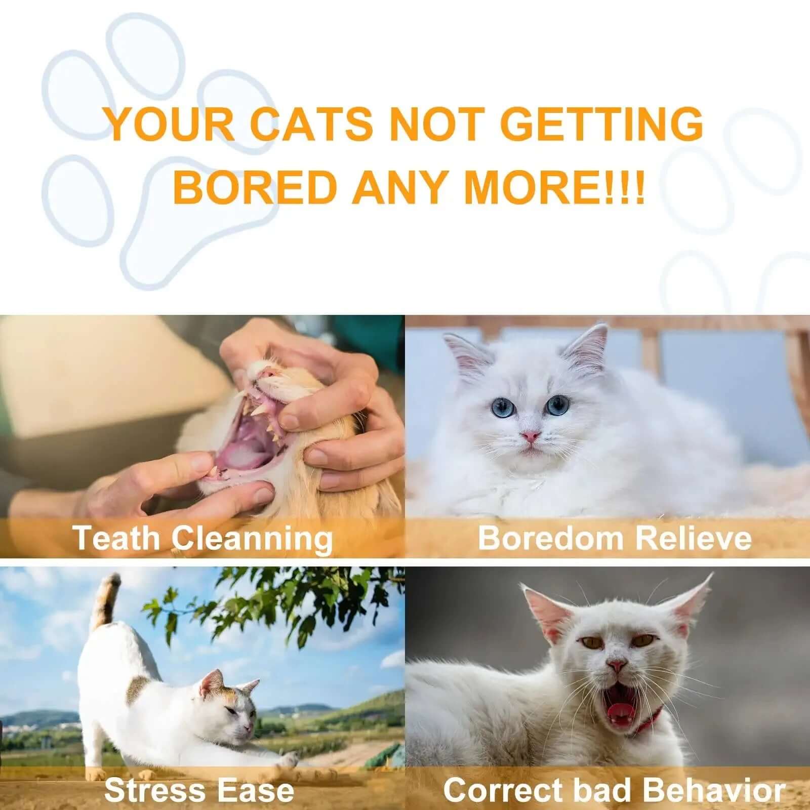 Promotional graphic for cat care products with images of a cat being cleaned, a white cat, a cat outdoors, and a yawning cat. Text suggests solutions to cat boredom and behavior issues.