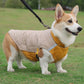 Dog wearing a beige and yellow quilted coat standing on grass