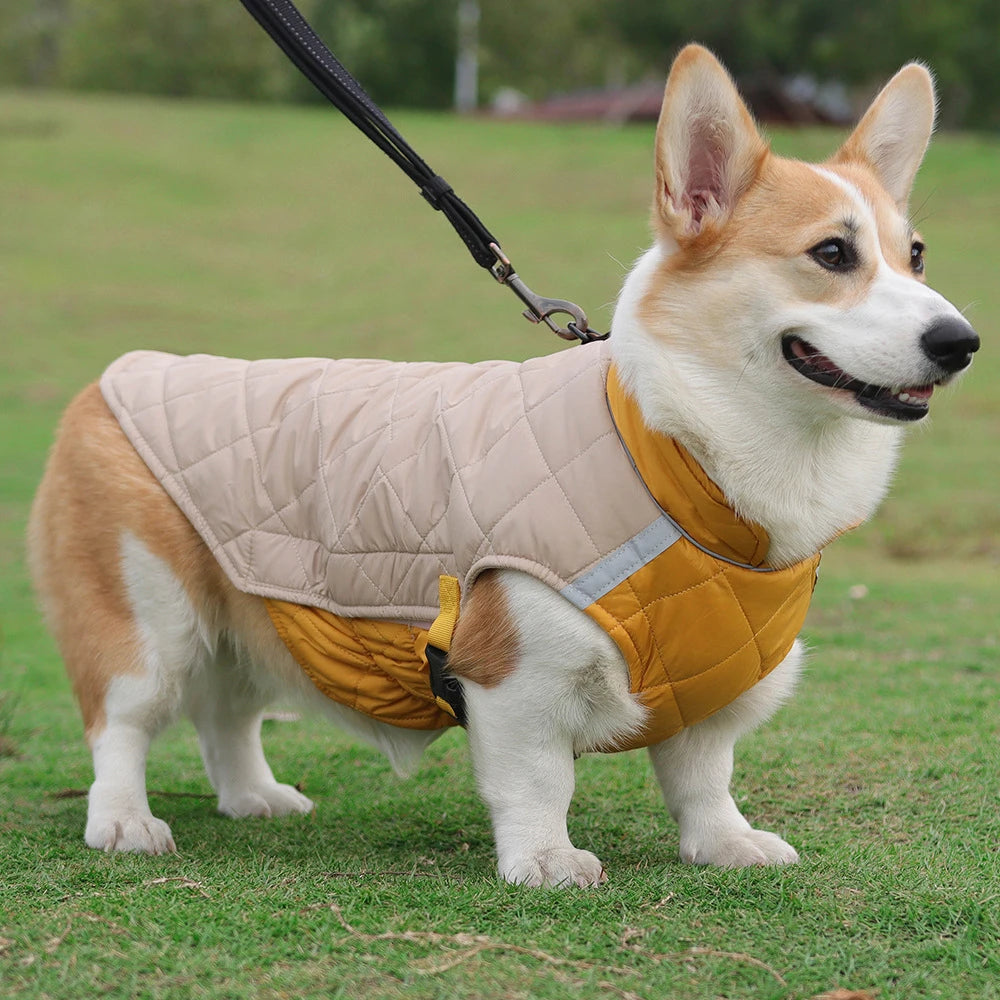 Dog wearing a beige and yellow quilted coat standing on grass
