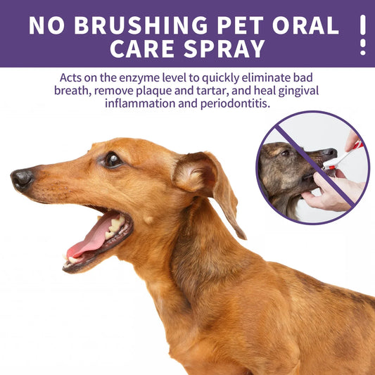 Dog with open mouth, showing teeth, and a product description for pet oral care spray on a white background.