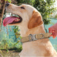 Dog wearing a beige collar with a metal buckle outdoors