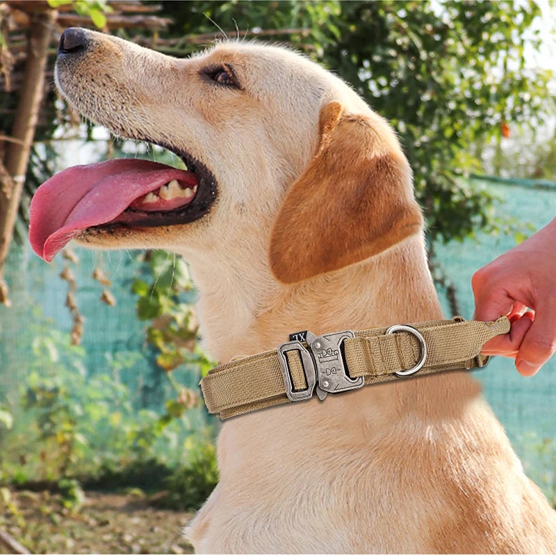 Dog wearing a beige collar with a metal buckle outdoors