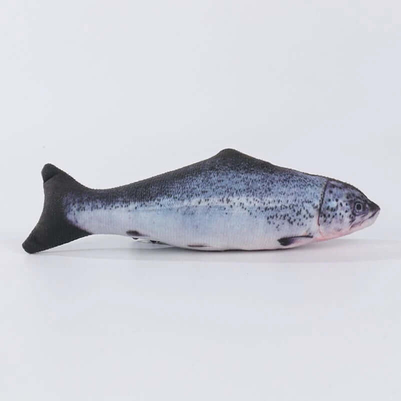Fish on a white background