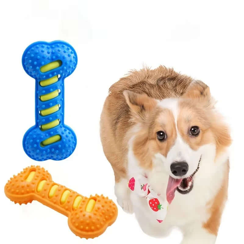 Dog with two dog toys, one blue and one orange, on a white background