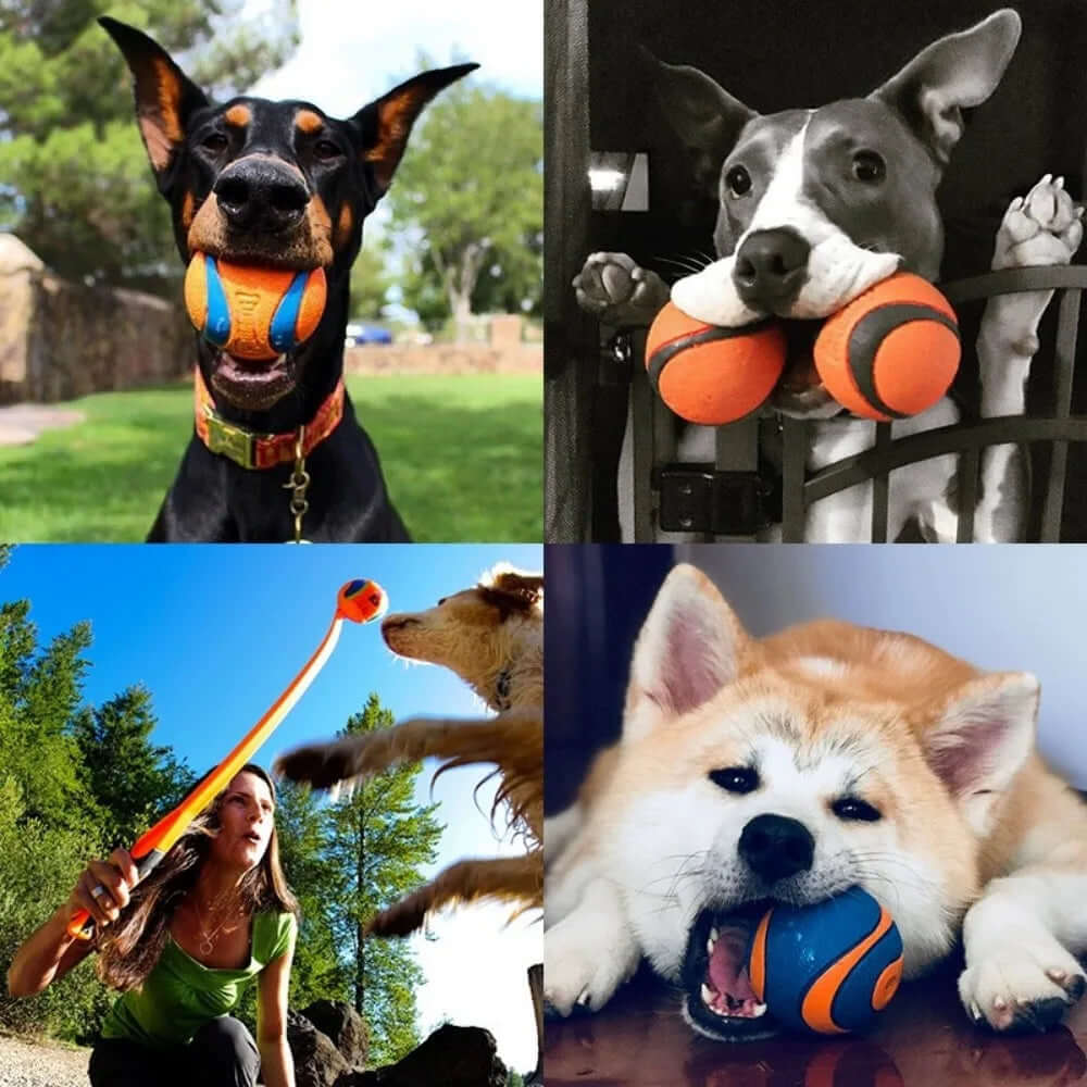 Collage of dogs playing with colorful balls in various settings