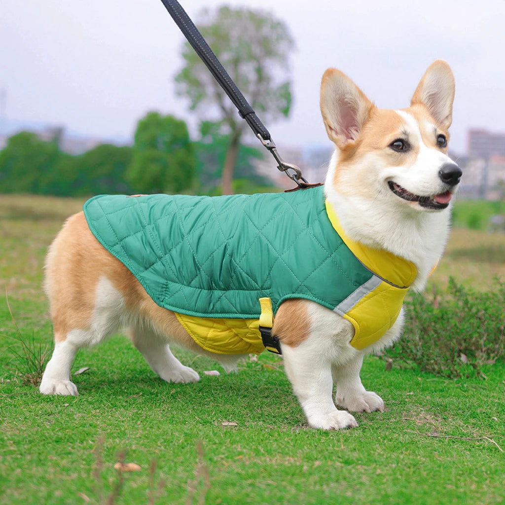 Dog wearing a green and yellow coat standing on grass with trees in the background