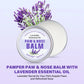 Paw and nose balm with lavender essential oil on a purple background