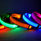 Four colorful LED dog collars glowing on a dark background