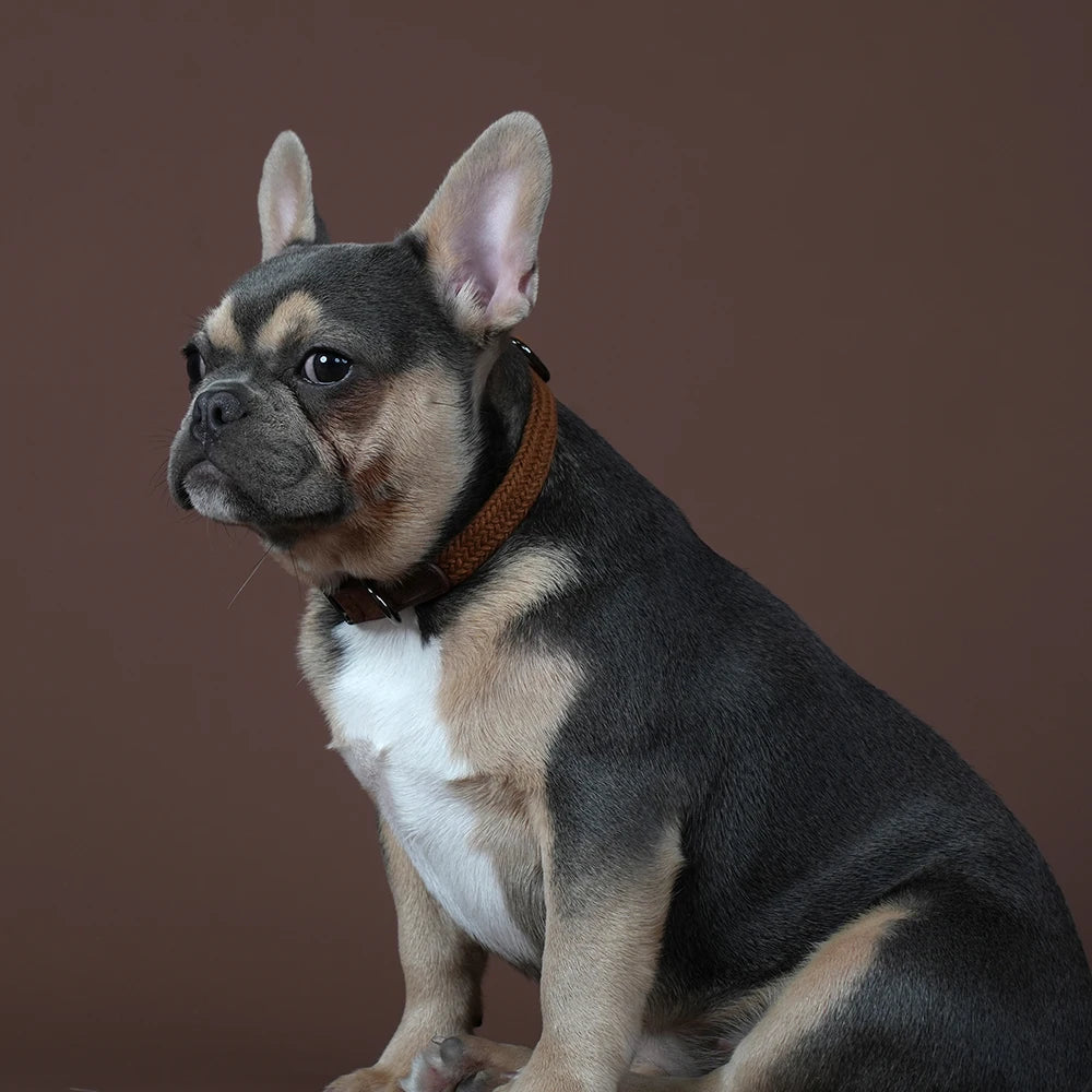 Small dog with a brown collar sitting against a brown background