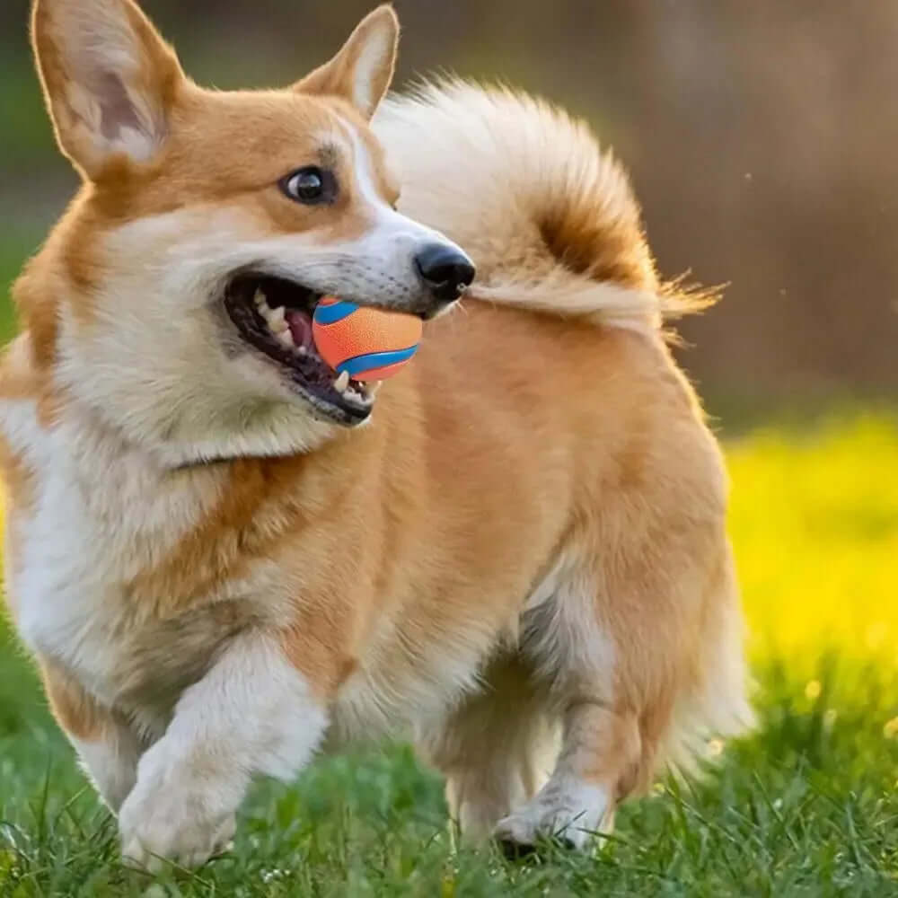 Corgi dog running with a ball in its mouth on grass