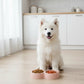 Cat Bowls Double Food Water Feeder Non-Slip Pet Feeding Dish Durable Pet Supplies