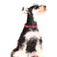Dog wearing a red collar on a white background