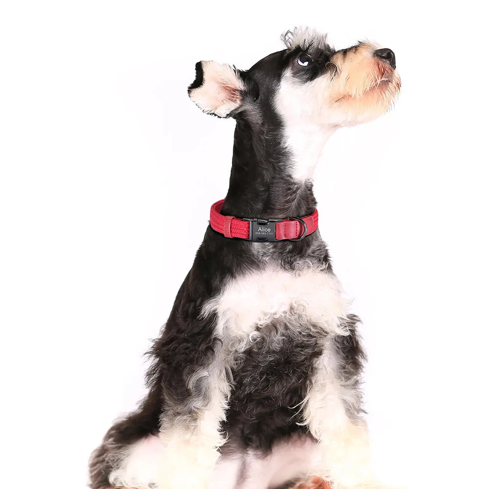 Dog wearing a red collar on a white background