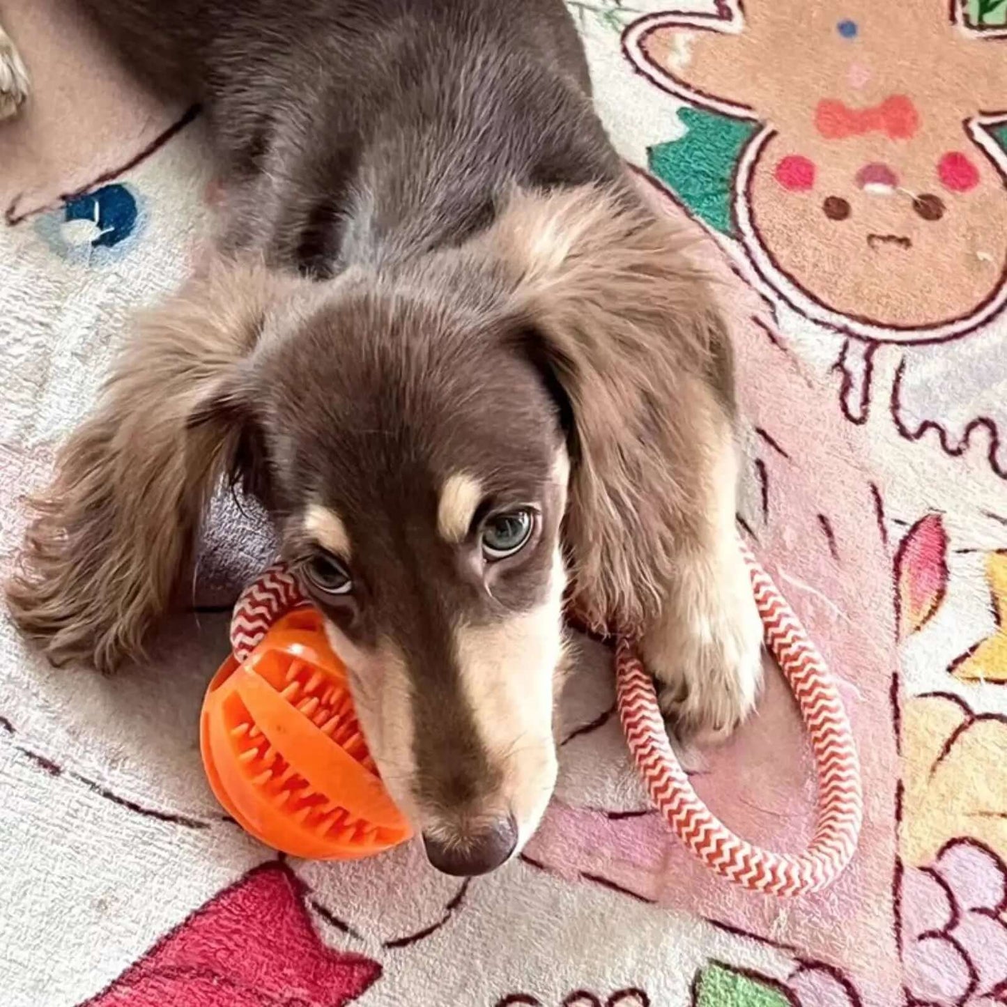 Dog with an orange toy on a colorful rug