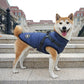 Dog wearing a blue puffer vest standing on stone steps with a building in the background