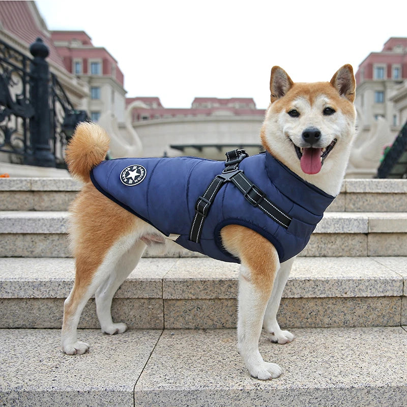Dog wearing a blue puffer vest standing on stone steps with a building in the background