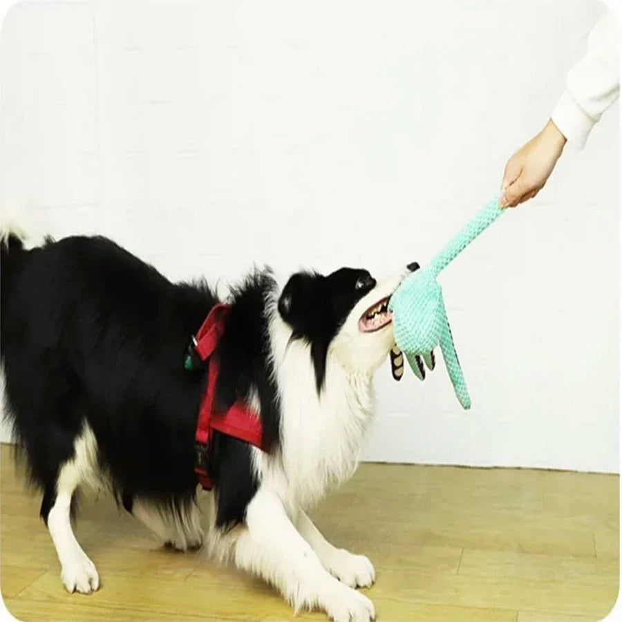 Dog playing with a green toy held by a person against a white background