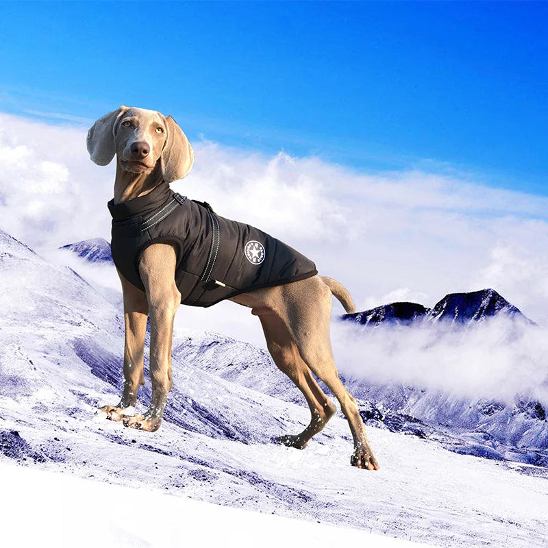 Dog wearing a black jacket on a snowy mountain with a blue sky