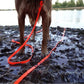 Dog on a leash standing in muddy water near a body of water with trees in the background.