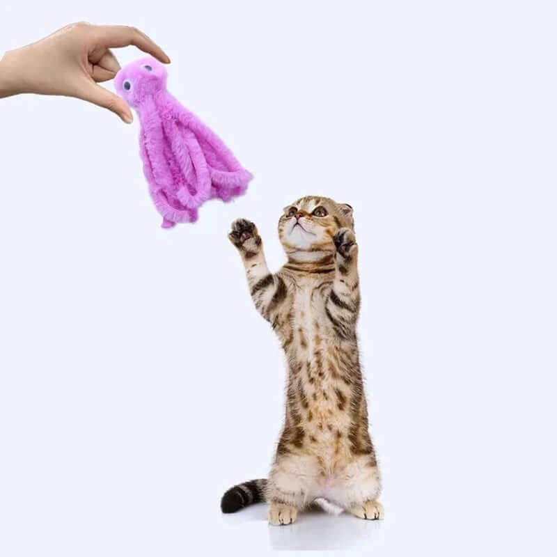 Cat reaching for a pink toy held by a hand on a white background