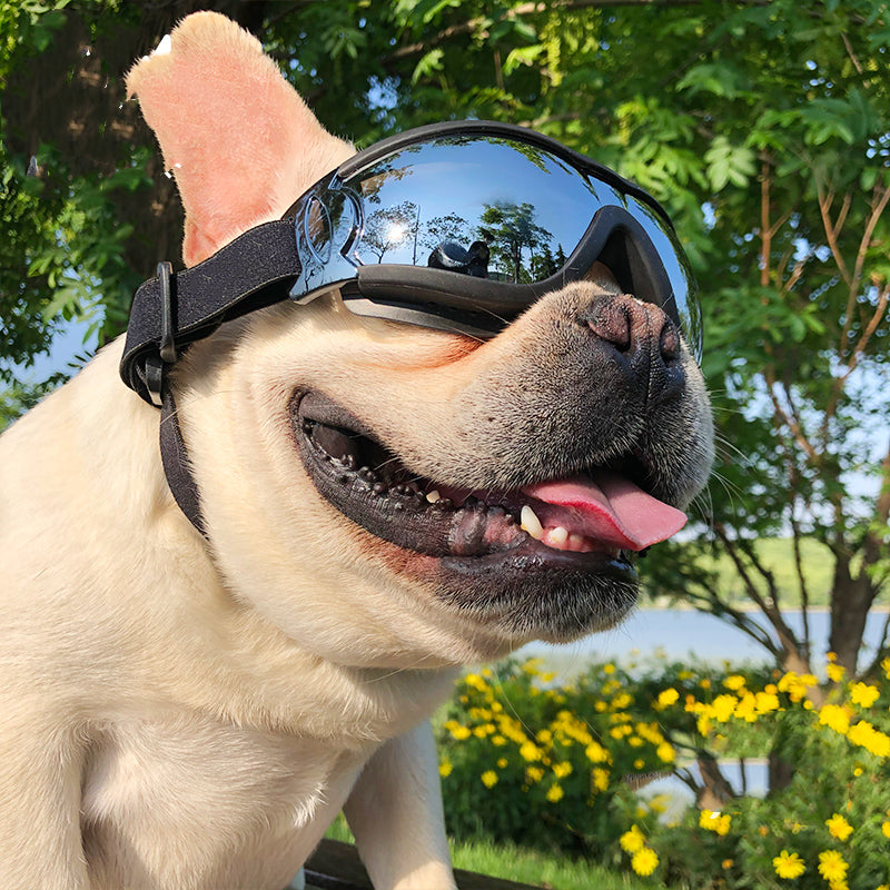 Sunglasses Dog - Windproof Glasses Accessories Goggles