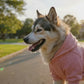 Big Dog Winter Sweater Coat | Warm Pet Pullover S-6XL